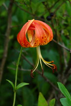 Lilium superbum