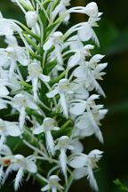 Platanthera blephariglottis