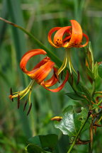 Lilium superbum