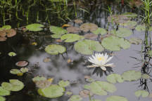 Nymphaea odorata