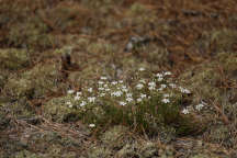 Minuartia caroliniana
