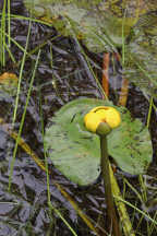 Nuphar lutea ssp. variegata