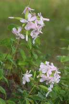 Saponaria offcinalis