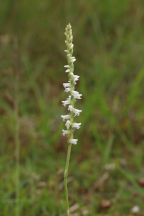 Spiranthes vernalis