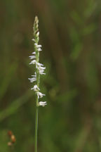 Spiranthes vernalis