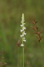 Spiranthes vernalis