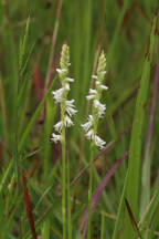 Spiranthes vernalis