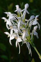 Northern White Fringed Orchis