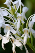 Northern White Fringed Orchis