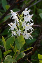 Platanthera blephariglottis