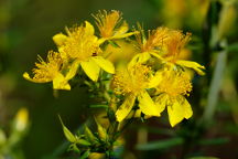 Hypericum adpressum