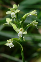 Little Club-Spur Orchis