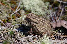 Toad