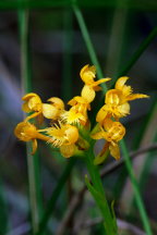 Platanthera cristata