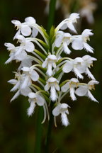 Northern White Fringed Orchis