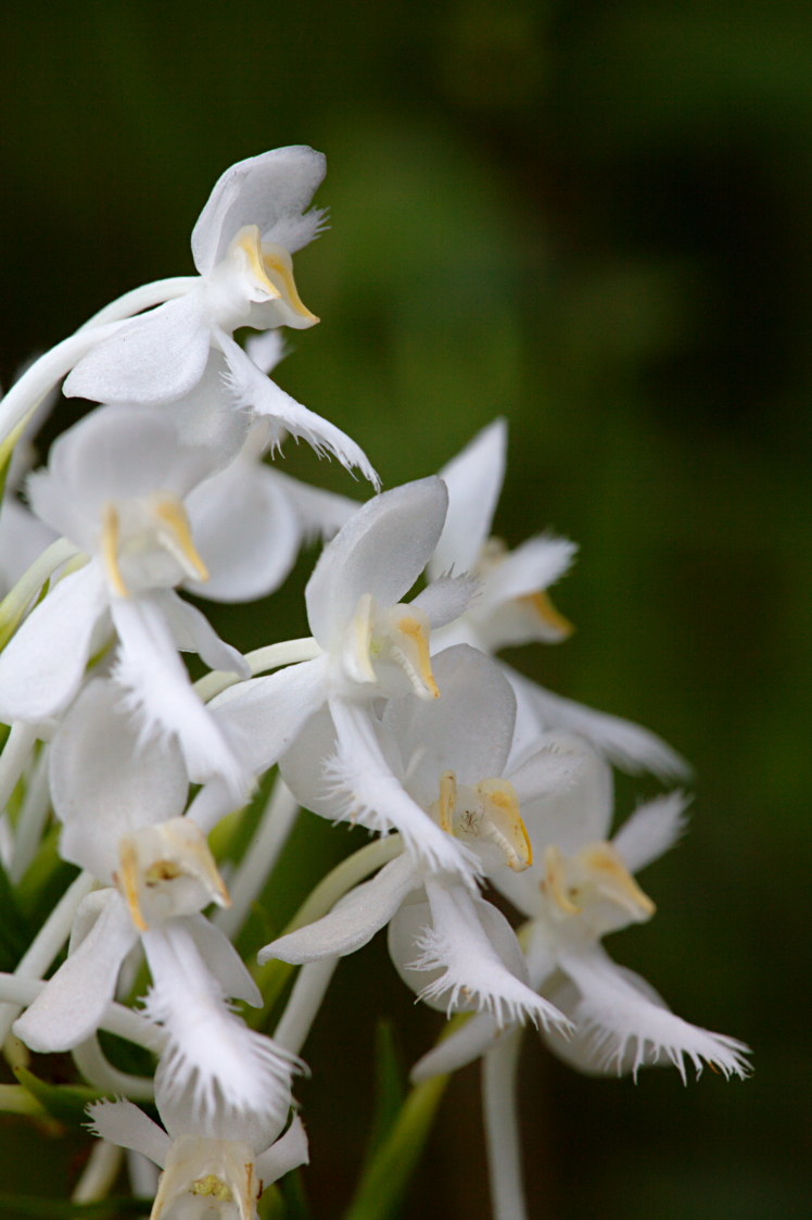 Northern White Fringed Orchis