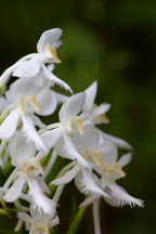 Northern White Fringed Orchis