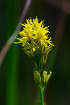 Bog Asphodel