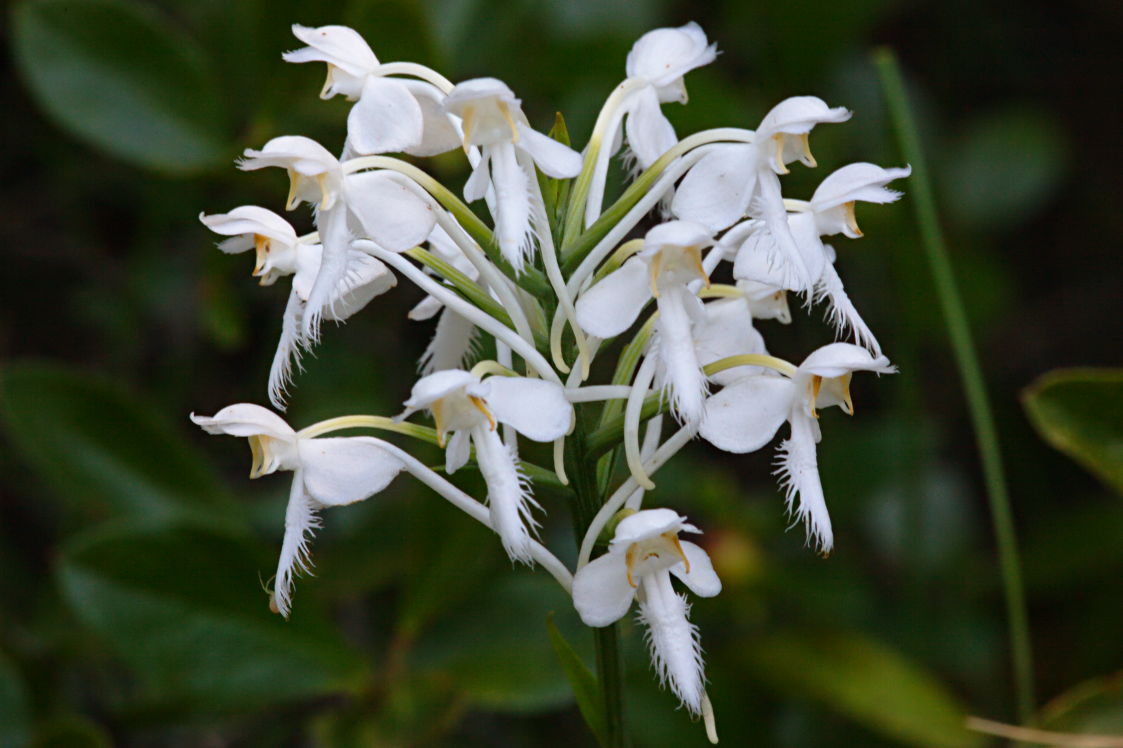 Northern White Fringed Orchis