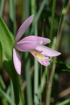 Pogonia ophioglossoides