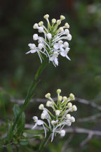 Platanthera blephariglottis