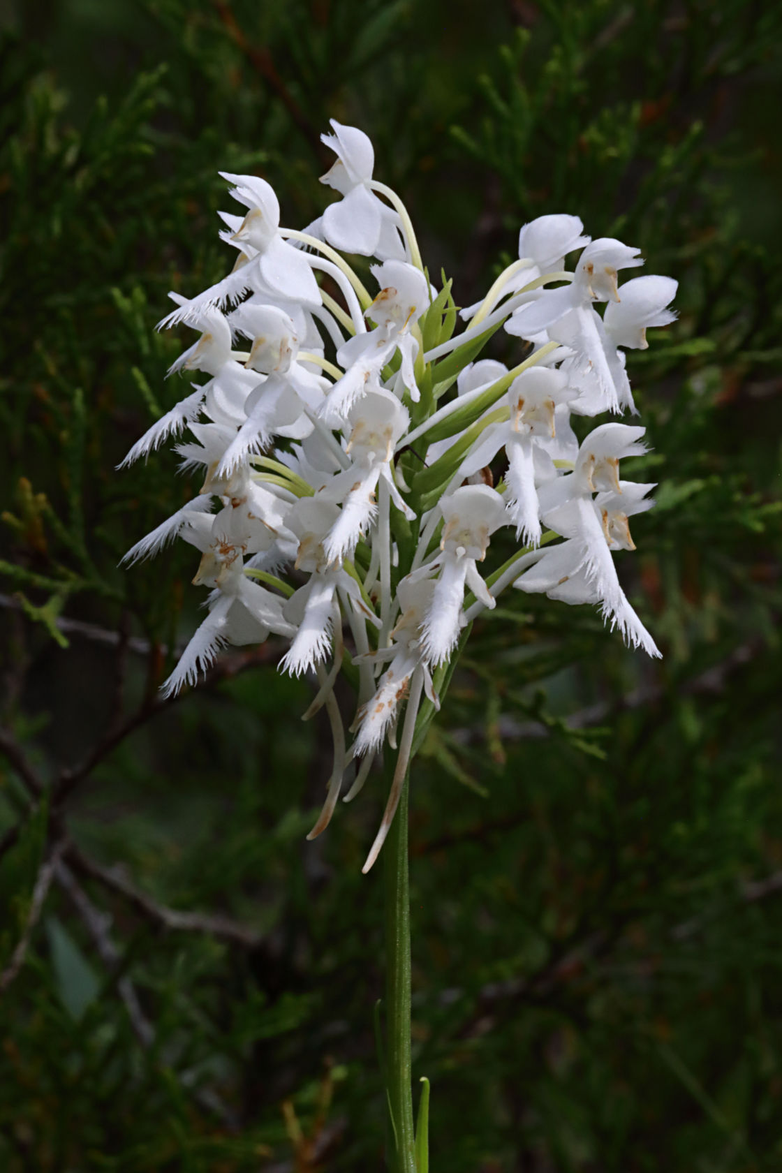 Northern White Fringed Orchid