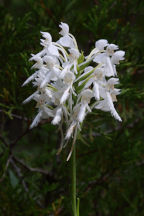 Platanthera blephariglottis