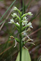 Gymnadeniopsis clavellata var. clavellata