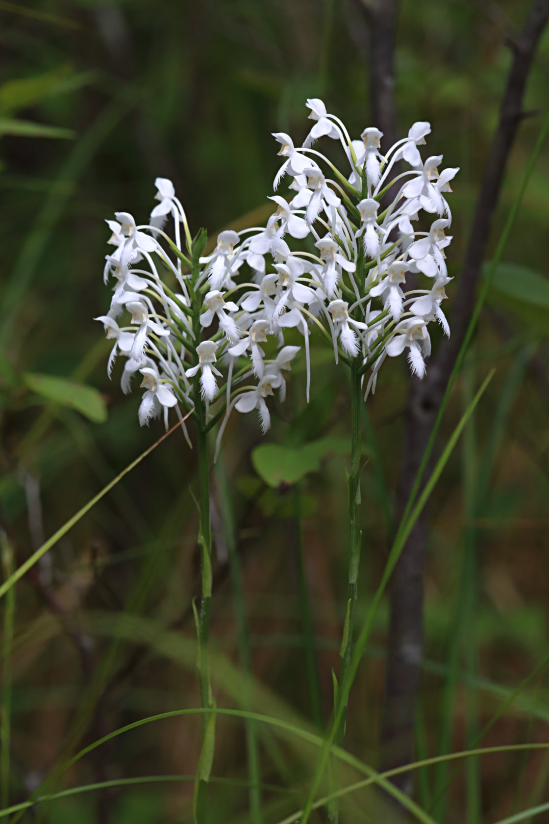 Northern White Fringed Orchid