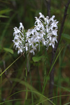 Platanthera blephariglottis