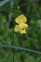 Utricularia gibba