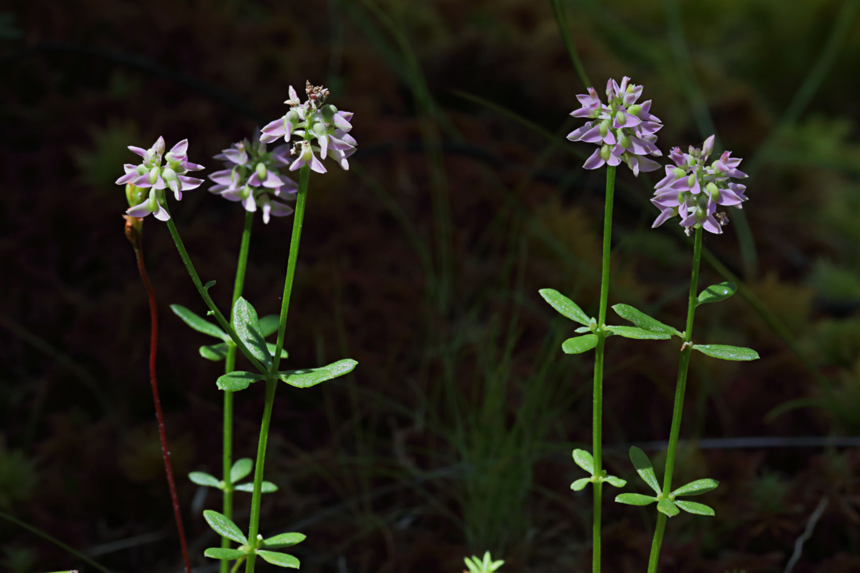 Short-Leaved Milkwort