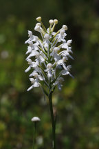 Platanthera blephariglottis