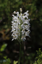 Platanthera blephariglottis