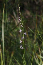 Lobelia canbyi