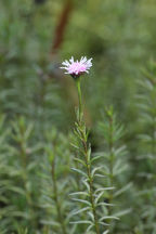 Sclerolepis uniflora