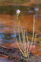 Drosera filiformis