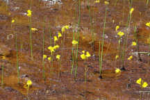 Utricularia cornuta