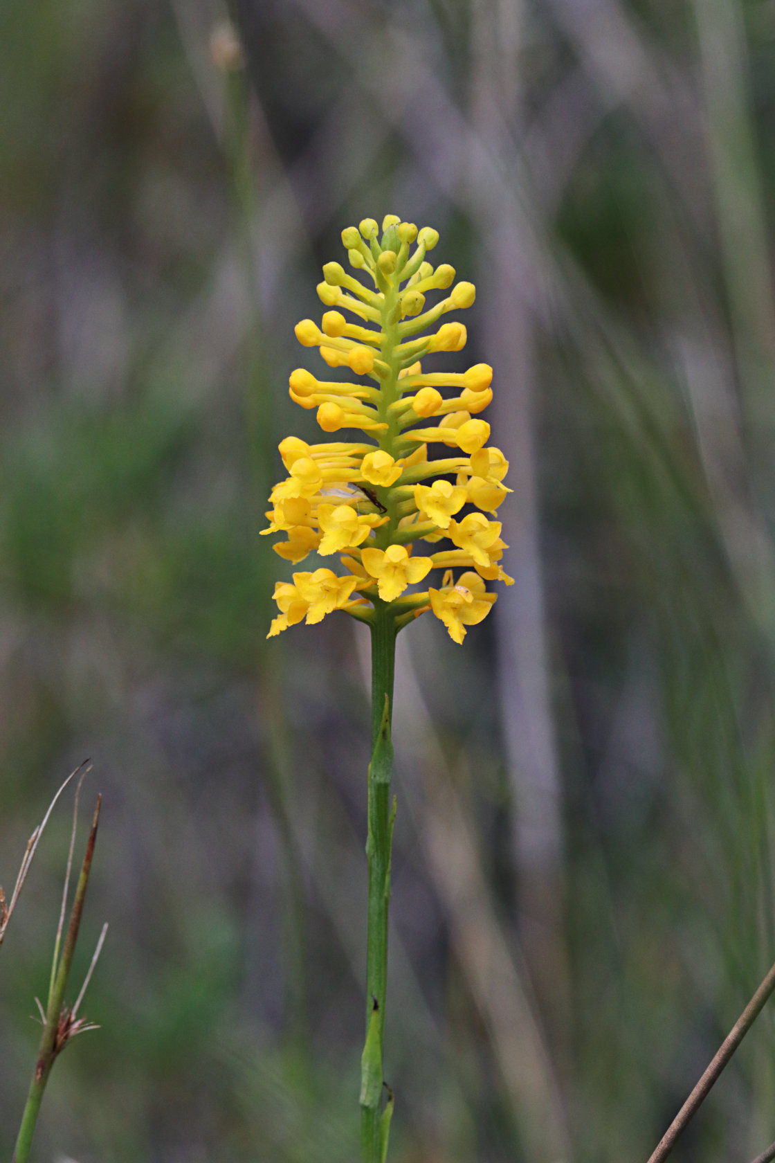 Yellow Fringeless Orchid