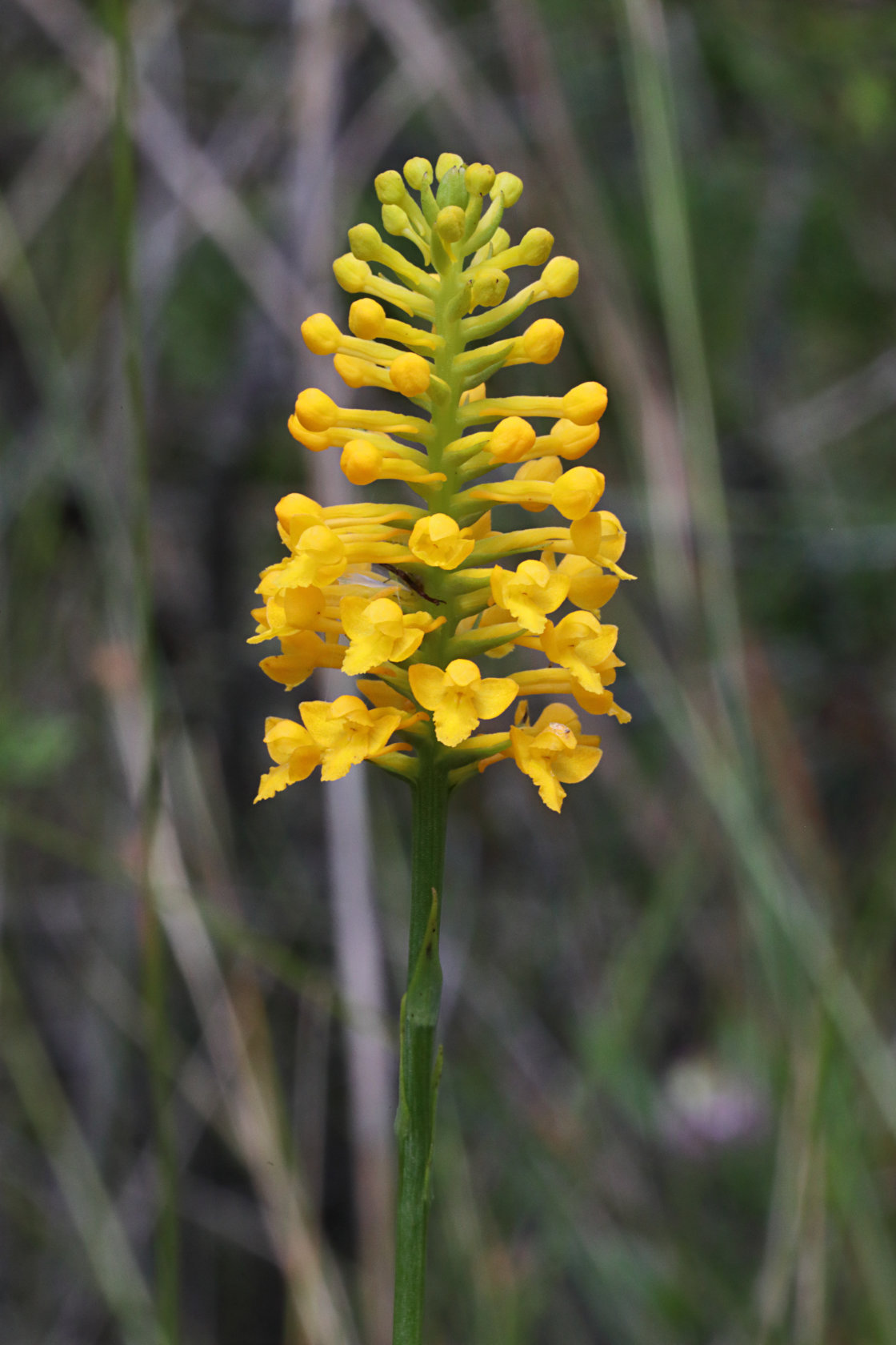 Yellow Fringeless Orchid