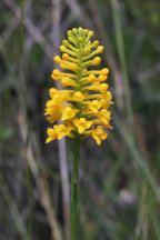 Yellow Fringeless Orchid