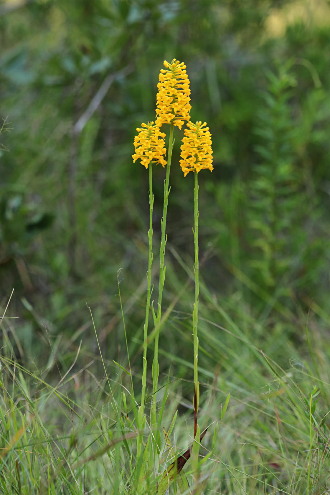 Yellow Fringeless Orchid