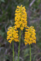 Yellow Fringeless Orchid