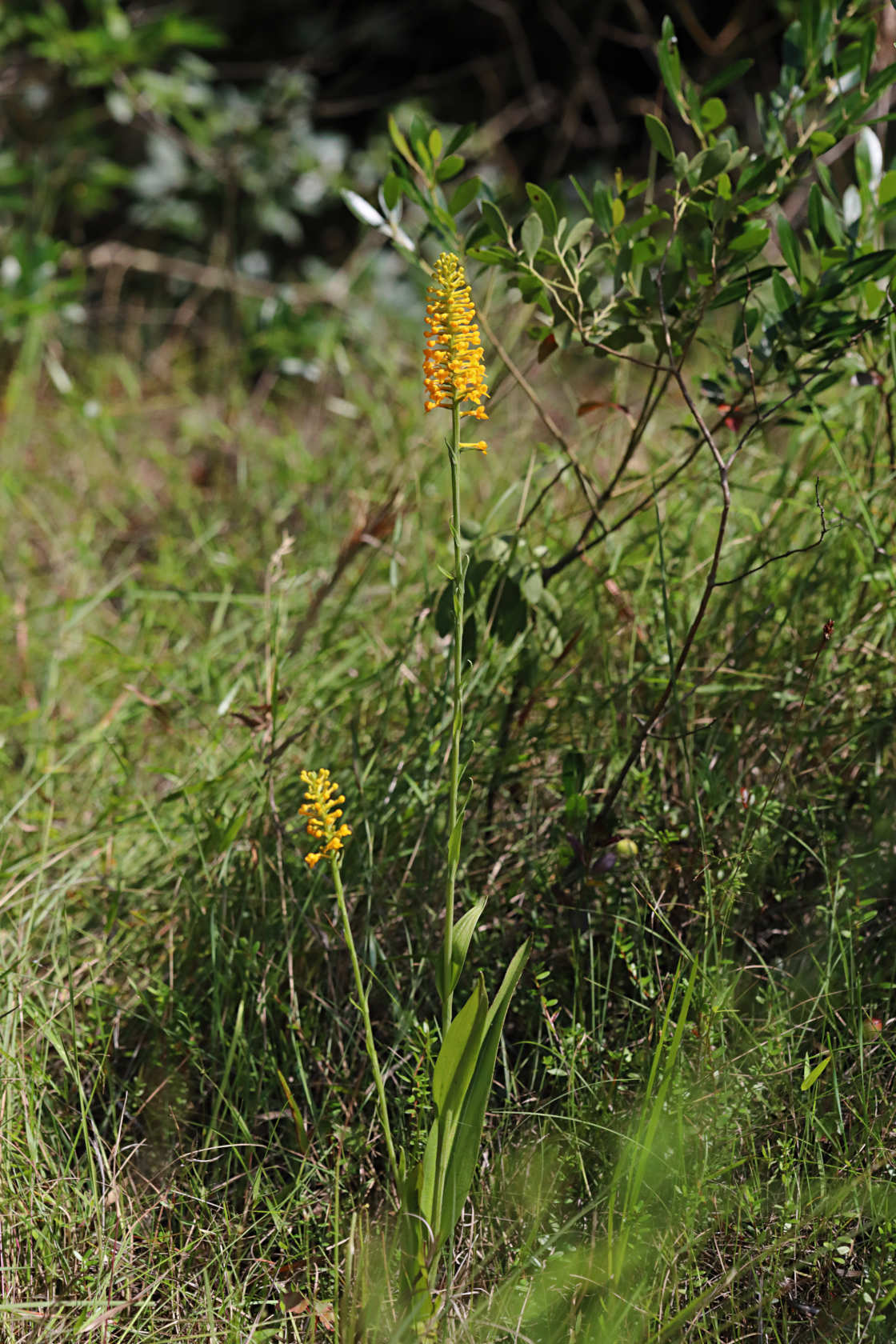 Yellow Fringeless Orchid