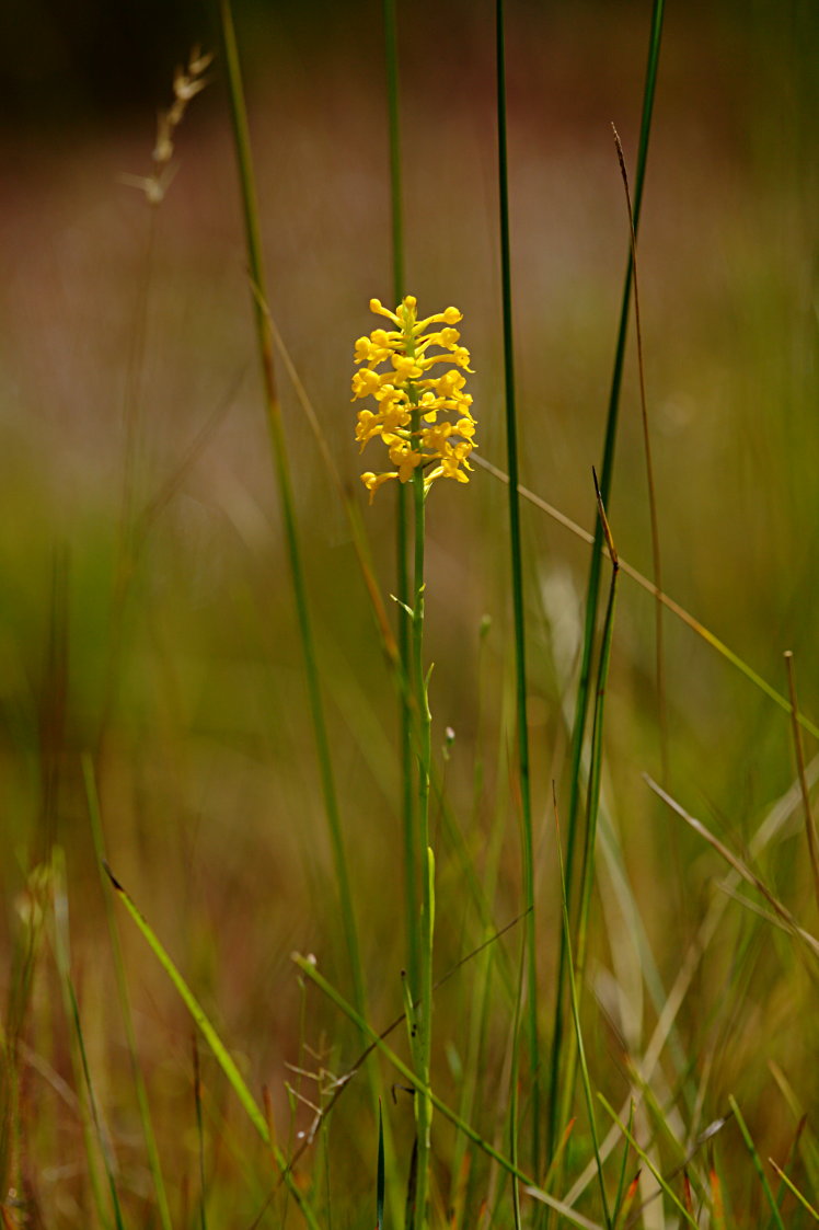Yellow Fringeless Orchis