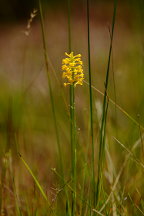 Yellow Fringeless Orchis