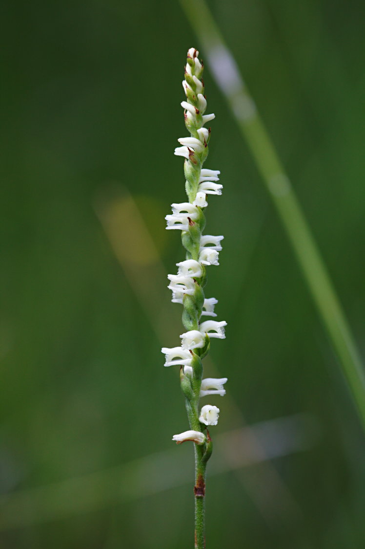 Lace-Lipped Ladies' Tresses