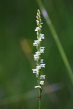 Lace-Lipped Ladies' Tresses