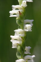 Spiranthes laciniata