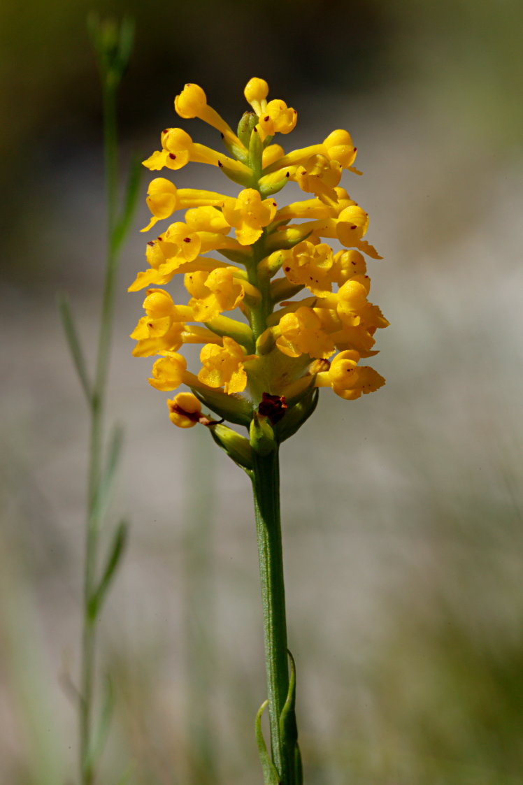 Yellow Fringeless Orchis